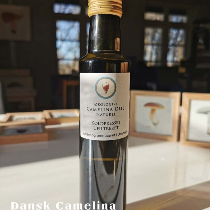 Økologisk camelina olie fra Dansk Camelina