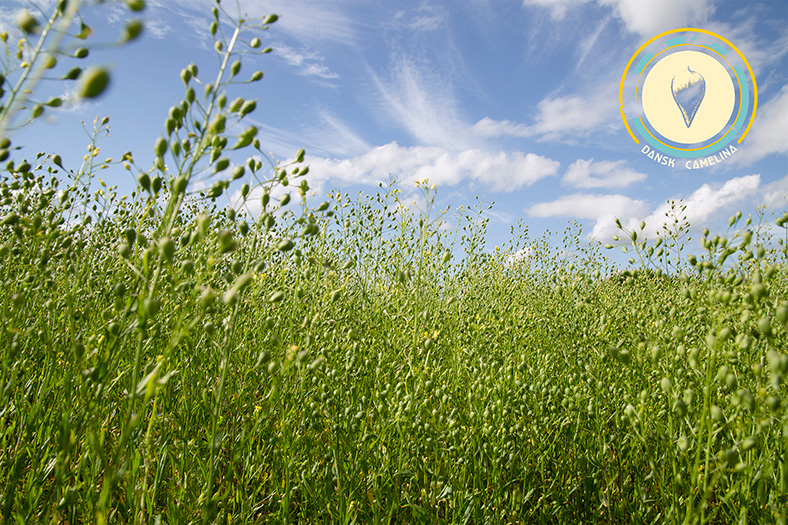 Camelina mark